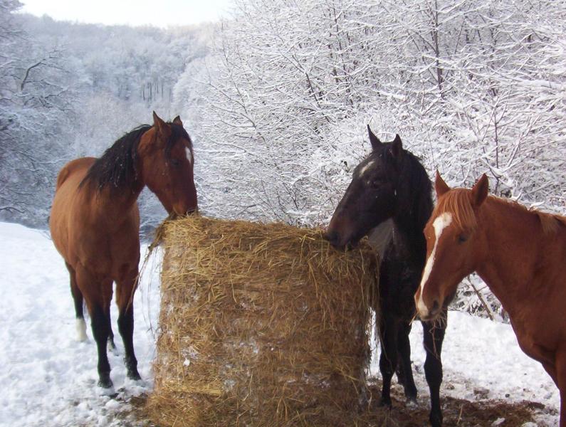 Koniky v zime.jpg